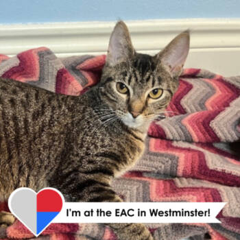 Rescue Domestic Short Hair Cats for Adoption in Fort Collins, Colorado - Wonton | PetCurious