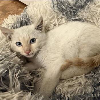 Siamese Cats Available for Adoption - Valen | PetCurious