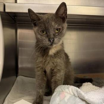 Sweet Dumpling -  Domestic Short Hair Cat for Adoption in Richmond, Virginia - Sweet Dumpling | PetCurious
