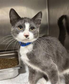 RYAN -  Domestic Short Hair Cat for Adoption - RYAN | PetCurious