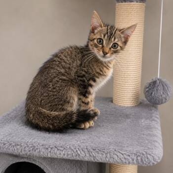 Toaster -  Domestic Short Hair Cat for Adoption in Fresno, California - Toaster | PetCurious