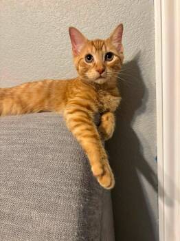 Cheeto -  Domestic Short Hair Cat for Adoption in Midland, Texas - Cheeto | PetCurious