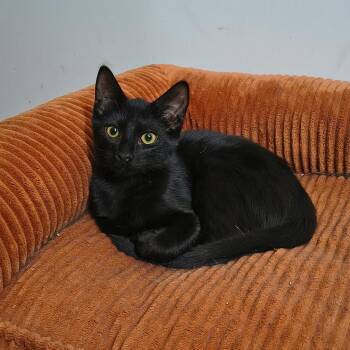 Coco -  Domestic Short Hair Cat for Adoption in Hemet, California - Coco | PetCurious