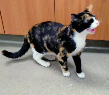 Domestic Short Hair Cats Available for Adoption in Fort Lauderdale, Florida - RIPLEY | PetCurious