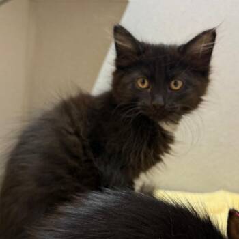 Sloppy Joe -  Domestic Long Hair Cat for Adoption in Pittsburgh, Pennsylvania - Sloppy Joe | PetCurious