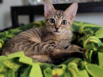 Rescue Exotic Shorthair and Tabby Cats for Adoption - Kinsley (Sister Of Ash) | PetCurious