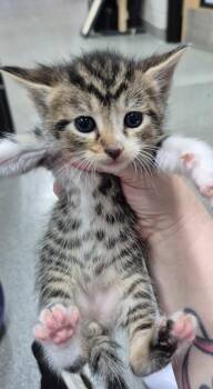 Eamon -  Domestic Short Hair Cat for Adoption in Chattanooga, Tennessee - Eamon | PetCurious
