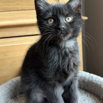 Domestic Short Hair Cats Available for Adoption in Wadsworth, Ohio - Brisket | PetCurious