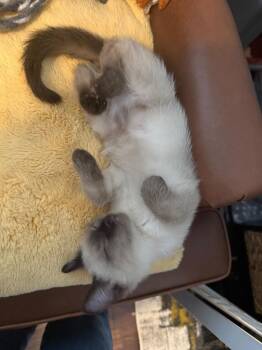Martel -  Domestic Short Hair Cat for Adoption in Fort Lupton, Colorado - Martel | PetCurious
