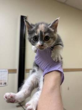 Mulberry -  Domestic Short Hair Cat for Adoption in West Chester, Pennsylvania - Mulberry | PetCurious