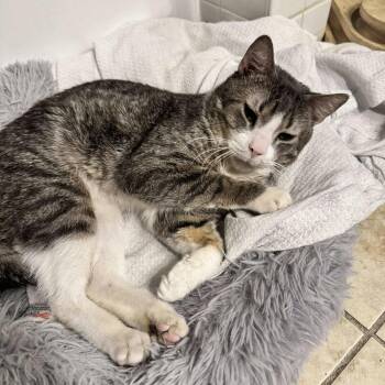 Domestic Short Hair Cats Available for Adoption - Tino T | PetCurious