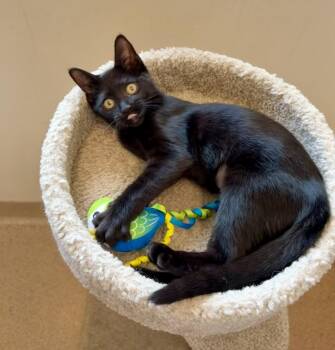 Chimpanzee -  Domestic Short Hair Cat for Adoption in Elmsford, New York - Chimpanzee | PetCurious