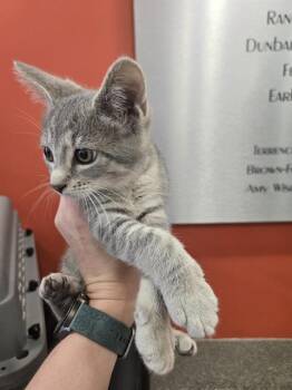 Domestic Short Hair Cats Available for Adoption in Louisville, Kentucky - A796298 | PetCurious