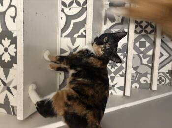 Rescue Domestic Short Hair Cats for Adoption in Fredericton, New Brunswick - Carly | PetCurious