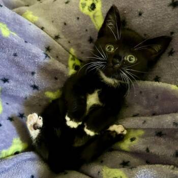 Socks -  Domestic Short Hair Cat for Adoption in Bloomington, Illinois - Socks | PetCurious