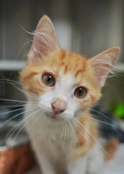 Sandalwood 64482 -  Domestic Medium Hair and Domestic Short Hair Cat for Adoption in Aiken, South Carolina - Sandalwood 64482 | PetCurious