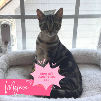 Rescue Domestic Short Hair Cats for Adoption in Chattanooga, Tennessee - Mojave | PetCurious