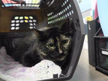 CORALINE -  Domestic Short Hair Cat for Adoption in Omaha, Nebraska - CORALINE | PetCurious