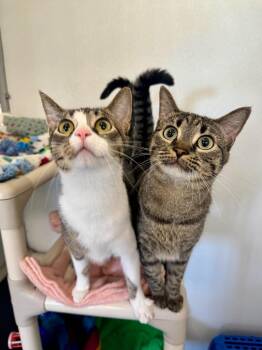 Domestic Short Hair Cats Available for Adoption in Gillette, Wyoming - Molly | PetCurious