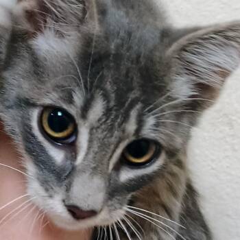 Dexter -  Domestic Short Hair Cat for Adoption in Palestine, Texas - Dexter | PetCurious