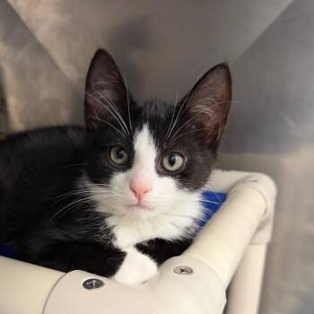 Jack -  Domestic Short Hair Cat for Adoption in Hampton Bays, New York - Jack | PetCurious