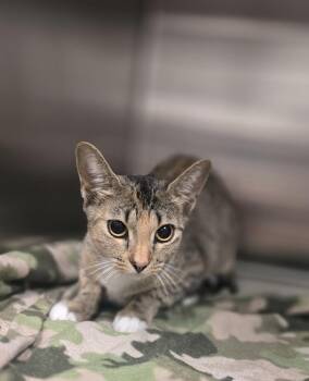 Cassie -  Domestic Short Hair Cat for Adoption in Dickson, Tennessee - Cassie | PetCurious