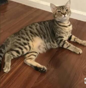 Rescue Domestic Short Hair Cats for Adoption in Columbia, South Carolina - Codie | PetCurious