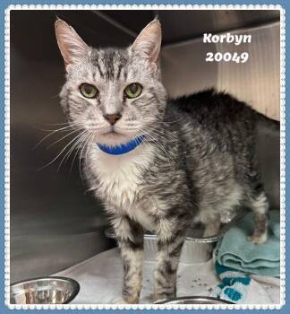 KORBYN -  Domestic Short Hair and Tabby Cat for Adoption in Marietta, Georgia - KORBYN | PetCurious