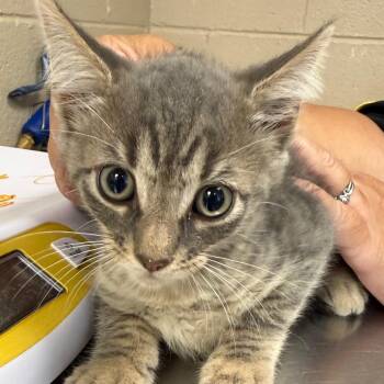 Jean-Luc -  Domestic Short Hair Cat for Adoption in Troy, Virginia - Jean-Luc | PetCurious