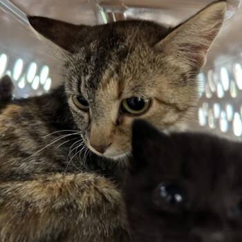 Penelope -  Domestic Short Hair Cat for Adoption in Des Moines, Iowa - Penelope | PetCurious