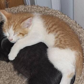 Brooks -  Domestic Short Hair Cat for Adoption in Grantsville, Utah - Brooks | PetCurious