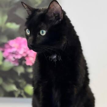 Domestic Short Hair Cats Available for Adoption - Frankenstein | PetCurious