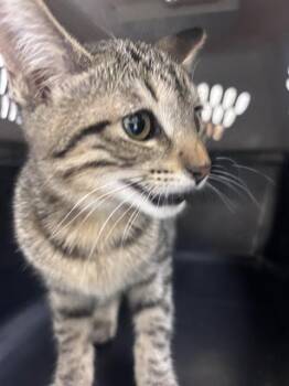 JEZABELLE -  Domestic Short Hair Cat for Adoption in Las Vegas, Nevada - JEZABELLE | PetCurious