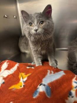 Rescue Domestic Medium Hair Cats for Adoption in Sheboygan, Wisconsin - Marisol | PetCurious