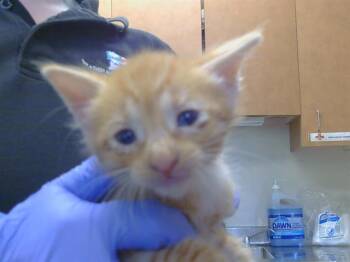 A926545 -  Domestic Short Hair Cat for Adoption in Sacramento, California - A926545 | PetCurious