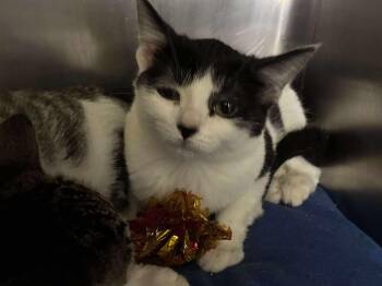 Rescue Domestic Short Hair Cats for Adoption in Petersburg, Illinois - Jersey | PetCurious