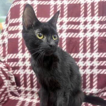 Caroline -  Domestic Short Hair Cat for Adoption in Jupiter, Florida - Caroline | PetCurious
