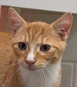 Rescue Domestic Short Hair Cats for Adoption in Smithfield, North Carolina - Treats | PetCurious