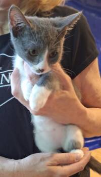 Phoebe -  Domestic Short Hair Cat for Adoption in Ballwin, Missouri - Phoebe | PetCurious