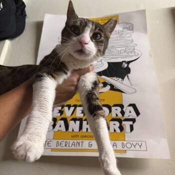 Mistletoe -  Domestic Short Hair Cat for Adoption in Los Angeles, California - Mistletoe | PetCurious