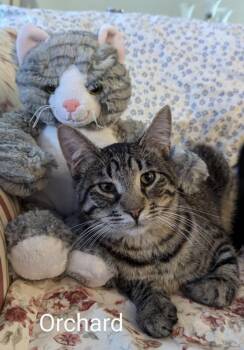 Domestic Short Hair Cats Available for Adoption in St. Peters, Missouri - Orchard #14373DG | PetCurious