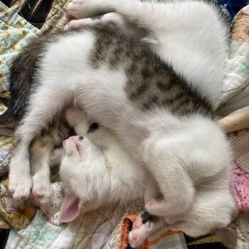 Bachi 2026 -  Domestic Short Hair Cat for Adoption - Bachi 2026 | PetCurious