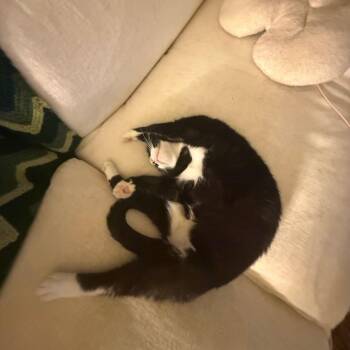 Jessica Jones -  Domestic Short Hair Cat for Adoption in Evanston, Illinois - Jessica Jones | PetCurious