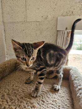 Domestic Short Hair Cats Available for Adoption in Ontario, California - Ernest | PetCurious