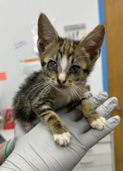 Margot -  Domestic Short Hair Cat for Adoption in Hartsville, South Carolina - Margot | PetCurious
