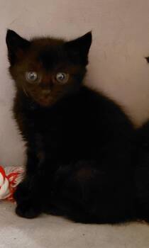 Rescue Domestic Short Hair Cats for Adoption in Penns Grove, New Jersey - Ivy | PetCurious