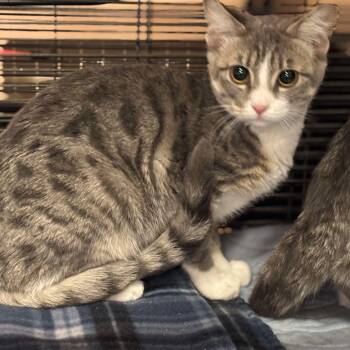 Rescue Domestic Short Hair Cats for Adoption in Nampa, Idaho - Jordan | PetCurious