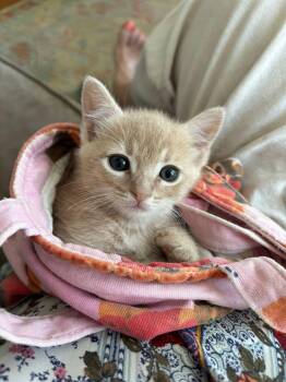 Marty -  Domestic Short Hair Cat for Adoption in Landenberg, Pennsylvania - Marty | PetCurious