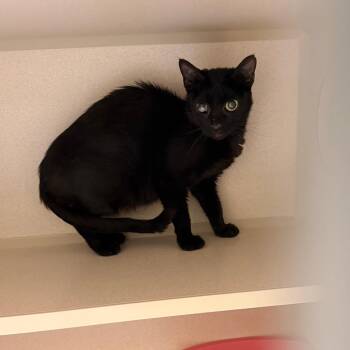 Sparrow-Barn -  Domestic Short Hair Cat for Adoption in Durango, Colorado - Sparrow-Barn | PetCurious