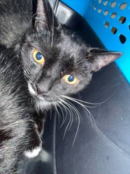 Joey Garfunkel (with Sweetie Simone) -  Domestic Long Hair Cat for Adoption in Annapolis, Maryland - Joey Garfunkel (with Sweetie Simone) | PetCurious